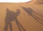 Wüste / Kamel - Landrover Marokko